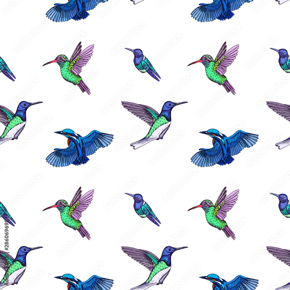 Obraz premium Sketch hand drawn pattern with hummingbird. Animals illustration colibri birds.