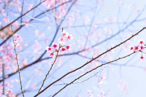 Prunus cerasoides; Wild Himalayan Cherry
