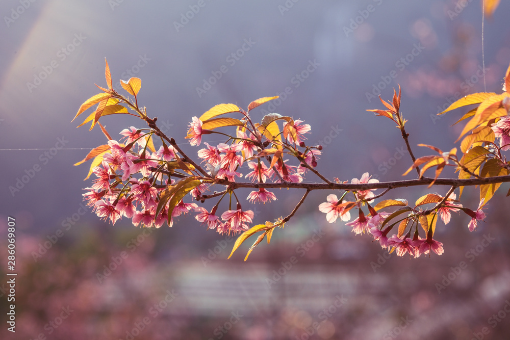 Prunus cerasoides; Wild Himalayan Cherry with sunset Prunus cerasoides; Wild Himalayan Cherry with sunset