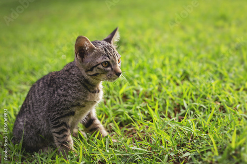 Cute little kittens are playing on the grass in front of the house. © Krailas