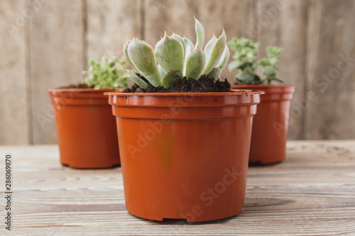 mini green succulent house plants in brown plastic pots