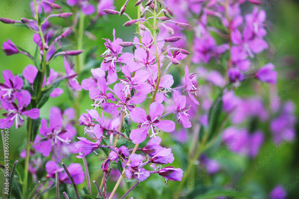 Field of blooming sally flowers. Field of blooming sally flowers.