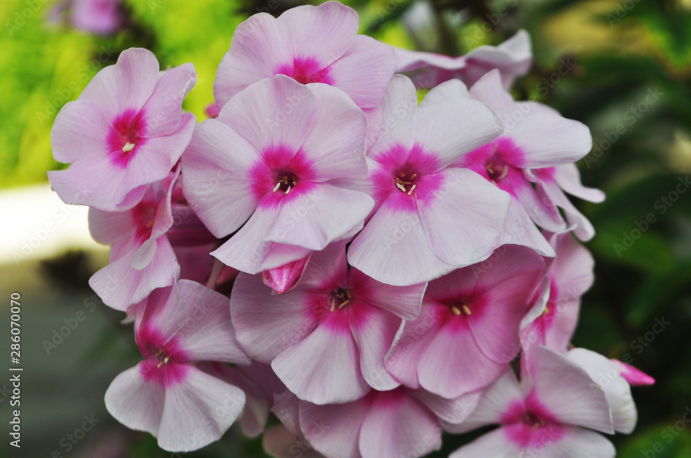Closeup view on Pink phlox flowers Closeup view on Pink phlox flowers