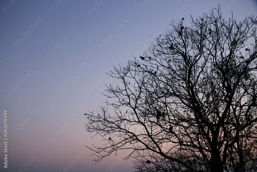 silhouette of a tree against blue sky silhouette of a tree against blue sky