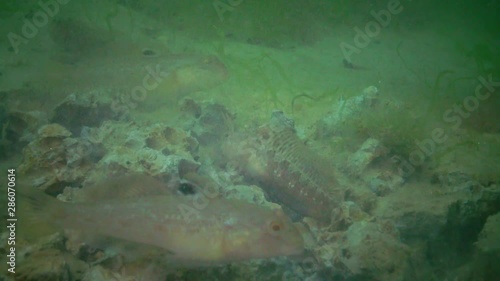 Bottom fish Tentacled blenny (Parablennius sp.) and Goby eats shellfish dug from clay Barnea candida (Pholas candidus) in which they live. Black Sea photo