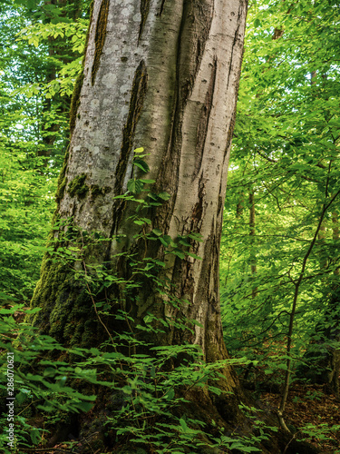 Big and old Oriental Beech tree  Fagus orientalis  in Armenia.