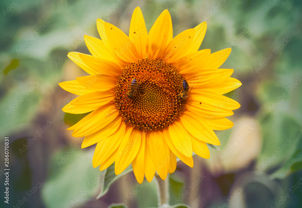 Two bees pollinates a sunflower. Beauty of nature Two bees pollinates a sunflower. Beauty of nature