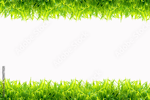 Grass frame on a white background