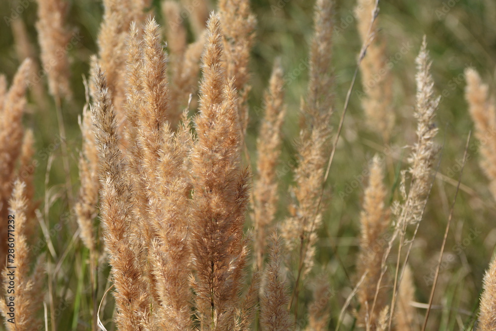 Obraz premium suche źdźbła trawy