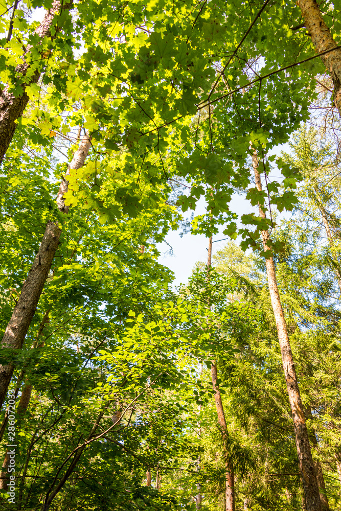 Fototapeta premium Low angle view of beech forest in springtime