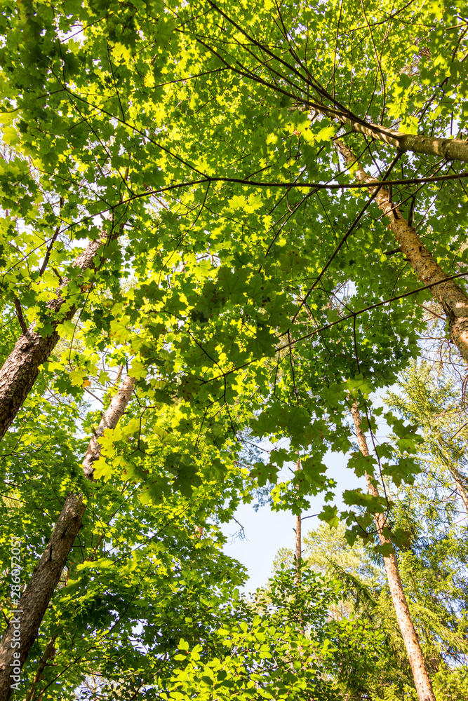 Fototapeta premium Low angle view of beech forest in springtime