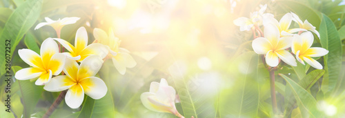 Blossoming frangipani flowers of soft pastel color in blur style photo
