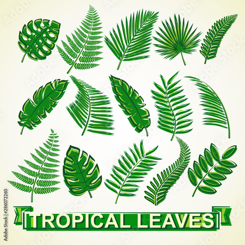 Set of tropical leaves. Collection icon tropical leaves. Vector