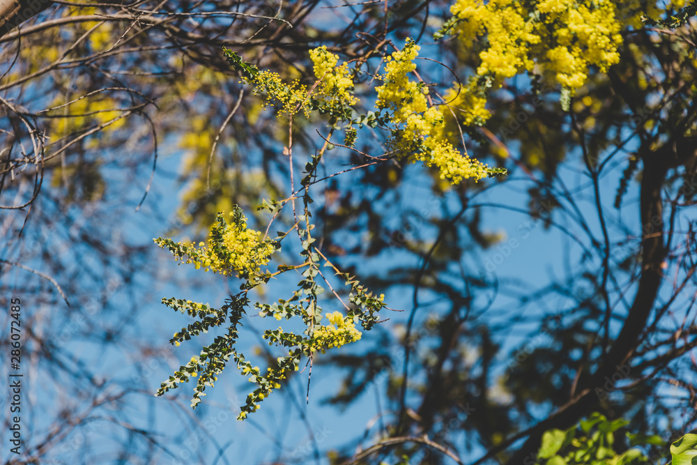 native Australian wattle tree about to bloom native Australian wattle tree about to bloom