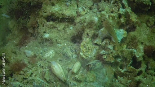 The fish Tentacled blenny (Parablennius sp.) eats shellfish dug from clay Barnea candida (Pholas candidus). Black Sea photo