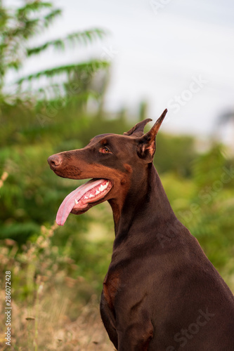 Doberman posing in a park puppy