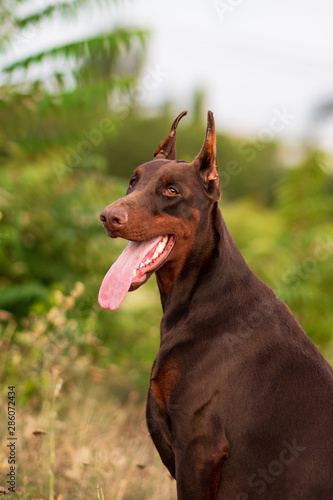 Doberman posing in a park puppy