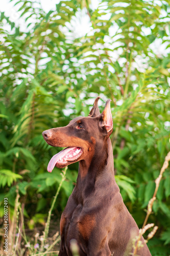 Doberman posing in a park  puppy © Rona