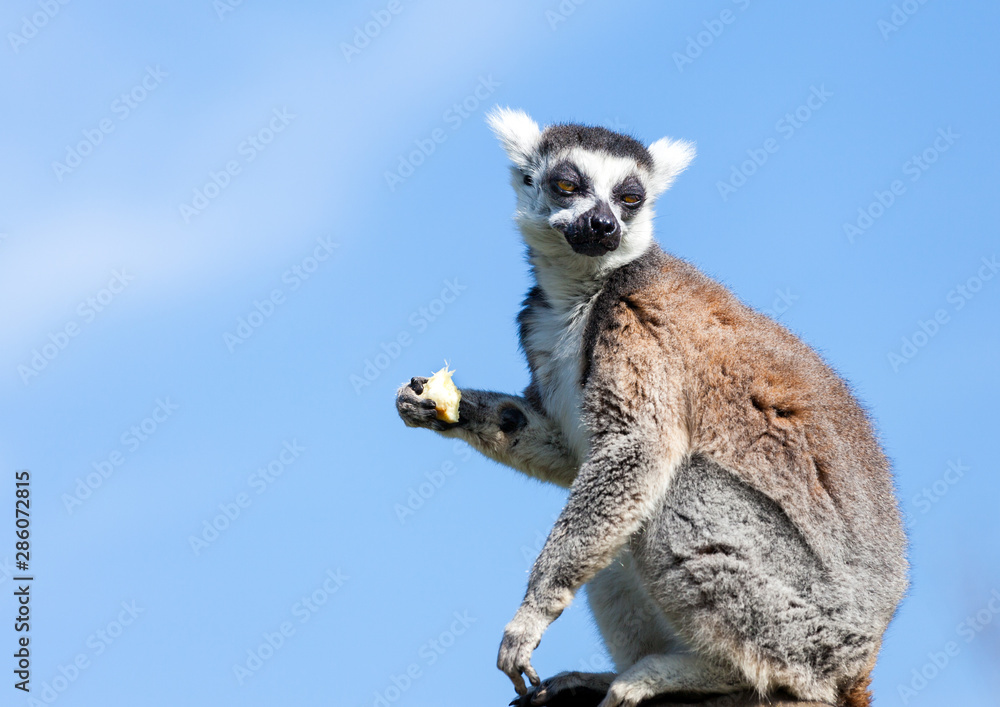 Obraz premium Ring-tailed lemur sitting on a rock eating fruit