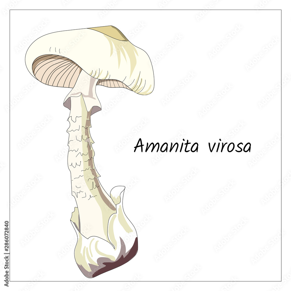 Toadstool on a white background. Forest mushrooms, poisonous, inedible. Graphic vector illustration. Toadstool on a white background. Forest mushrooms, poisonous, inedible. Graphic vector illustration.