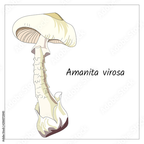 Toadstool on a white background. Forest mushrooms, poisonous, inedible. Graphic vector illustration.