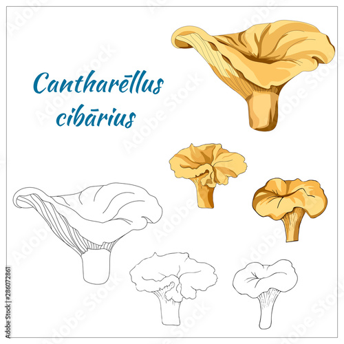 Set of chanterelle mushrooms. Contour and orange mushroom on a white background. Edible forest mushrooms. Vector illustration.