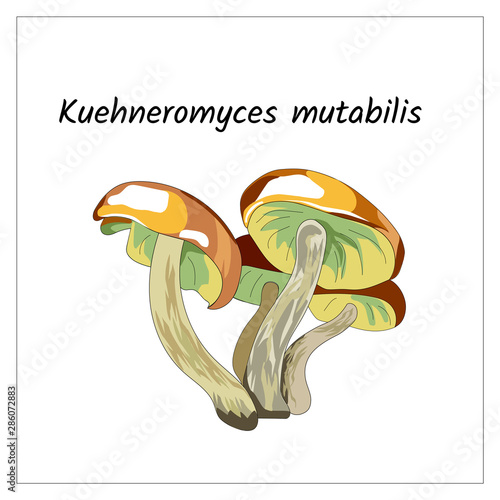 Honey mushrooms on a white background. Armillaria. Forest mushrooms. Graphic vector illustration.