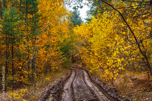 dirt road in the autumn forest on a rainy day