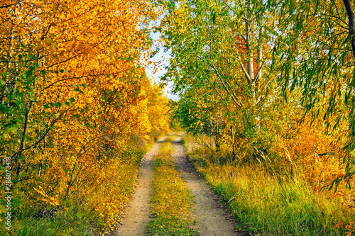 dirt road in the autumn forest on a sunny day