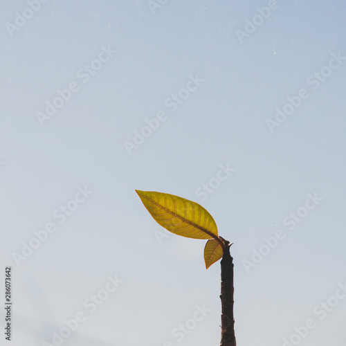 detail shot of franipani plant leaves with blue sky in the background