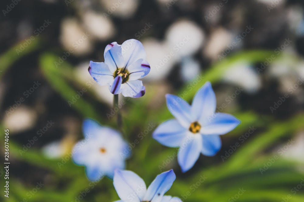 grass with tiny blue flowers, close-up shot grass with tiny blue flowers, close-up shot