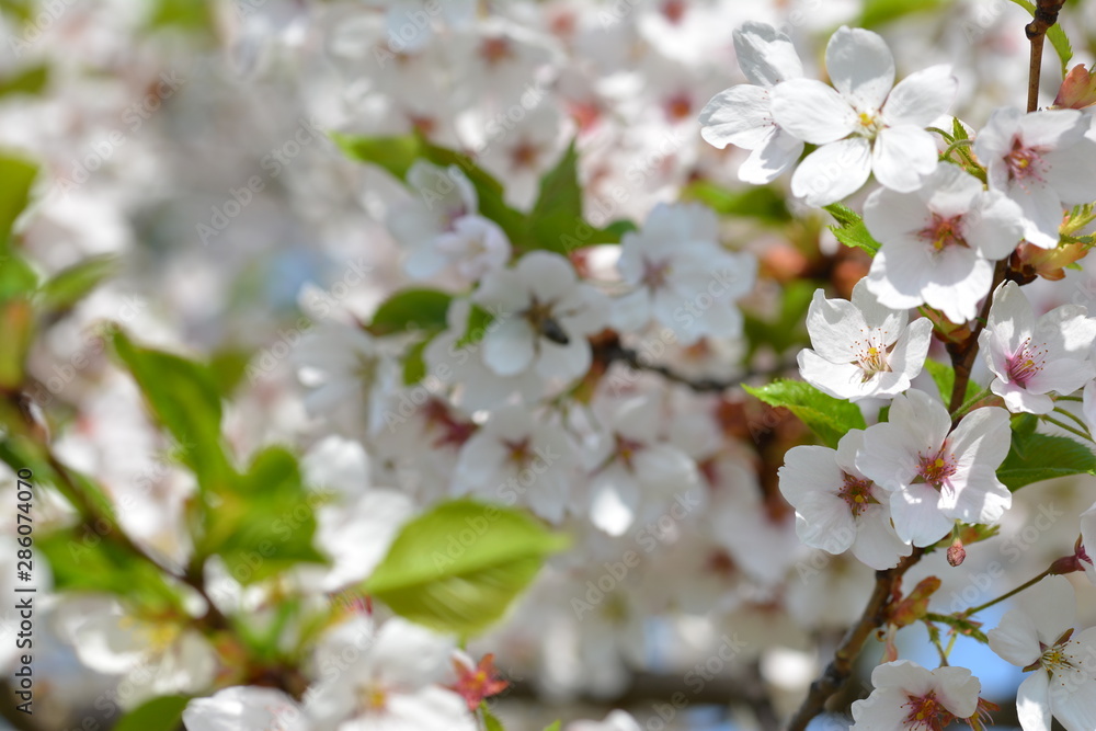 White Cherry blossom. Soft focus, blurred background. Spring time during April. White blooming petals White Cherry blossom. Soft focus, blurred background. Spring time during April. White blooming petals