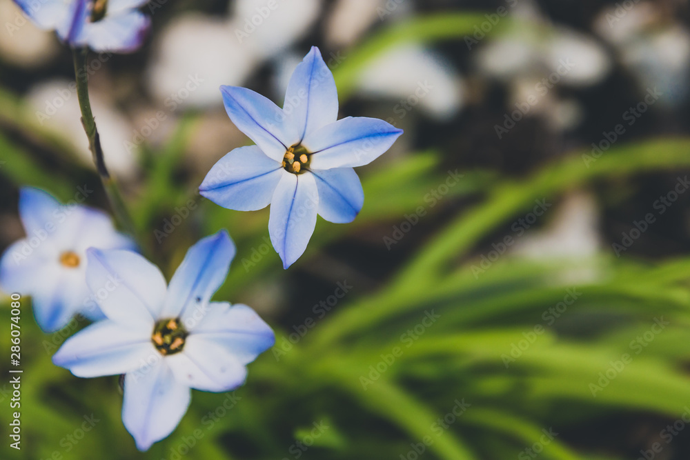 grass with tiny blue flowers, close-up shot grass with tiny blue flowers, close-up shot