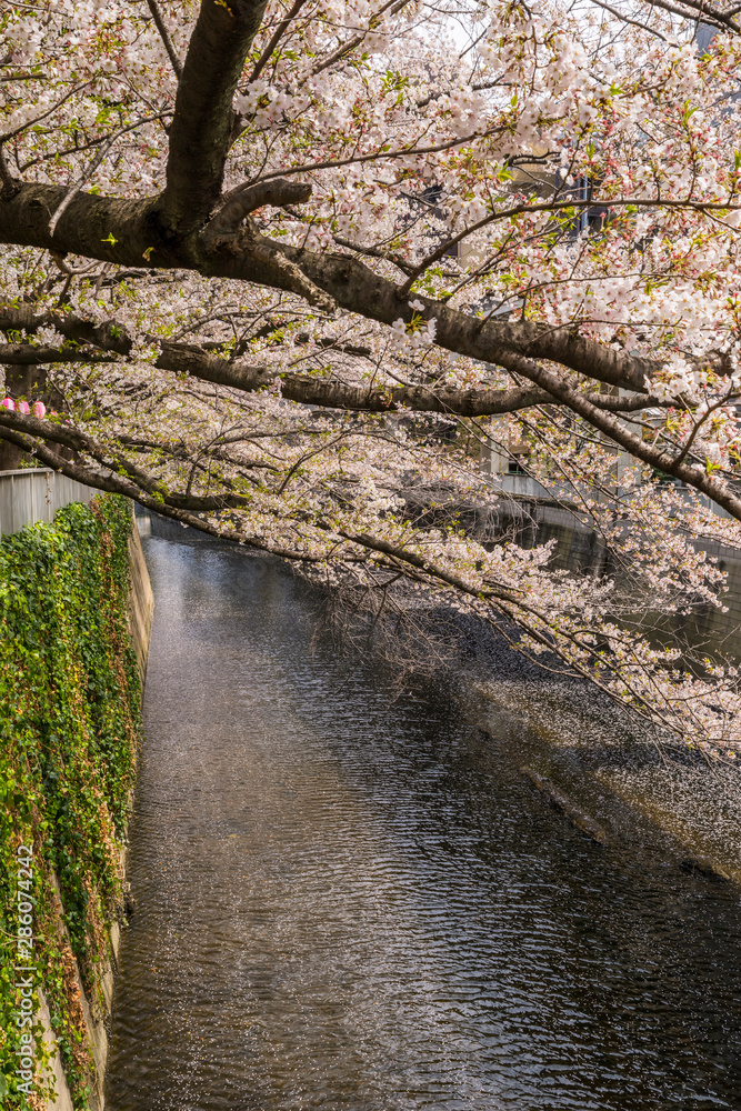 Fototapeta premium 神田川桜並木の風景