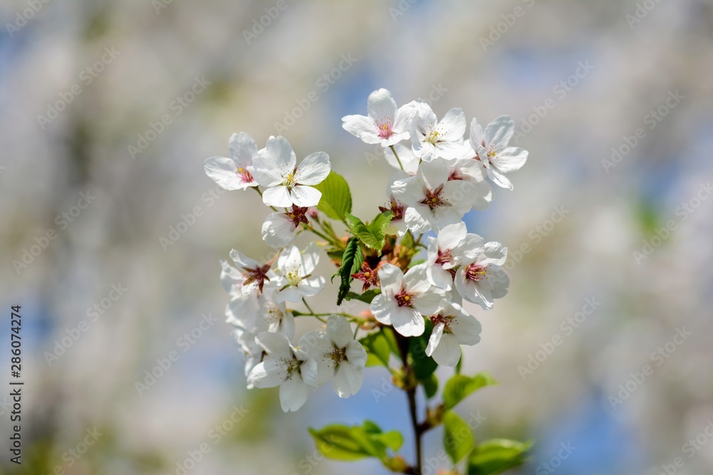 White Cherry blossom against blue sky. Soft focus, blurred background. Spring time during April. White blooming petals White Cherry blossom against blue sky. Soft focus, blurred background. Spring time during April. White blooming petals
