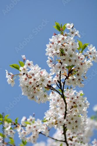 White Cherry blossom against blue sky. Soft focus, blurred background. Spring time during April. White blooming petals