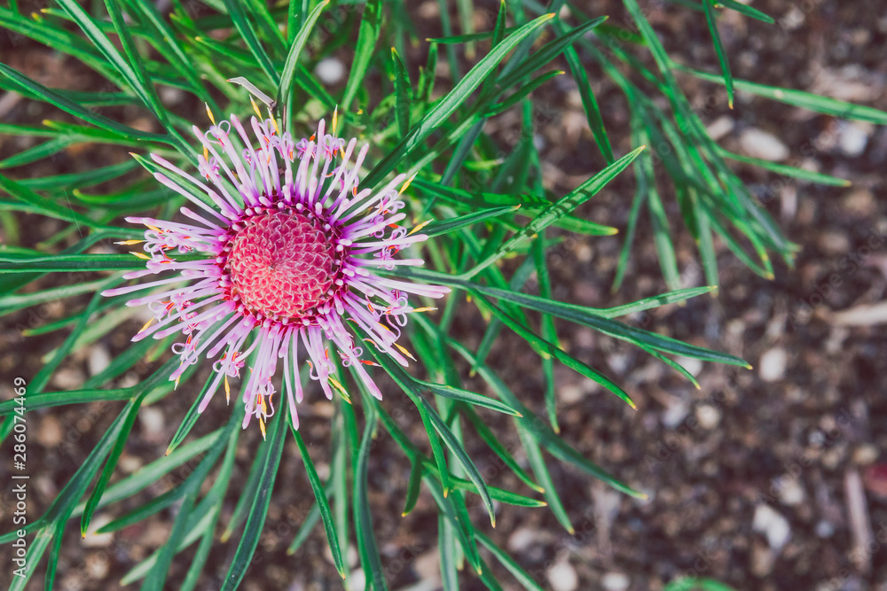 isopogon candy cone native western australian plant with bright pink flowers isopogon candy cone native western australian plant with bright pink flowers
