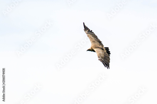 El vuelo de un buitre