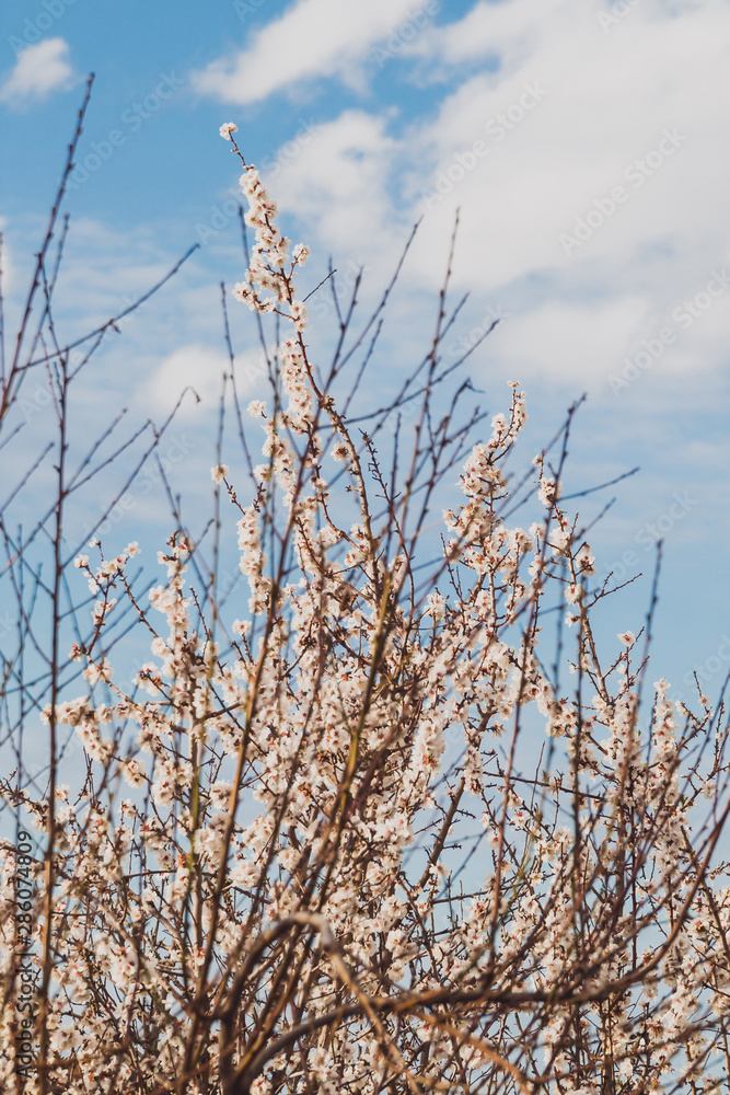 Obraz premium tree with pink blossoms all over its branches