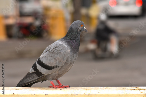  Pigeons in various postures In the park That is waiting for people to come to give food Is the nature of birds
