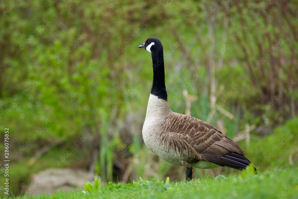 Beautiful Canada Goose near the river. Ontario Beautiful Canada Goose near the river. Ontario