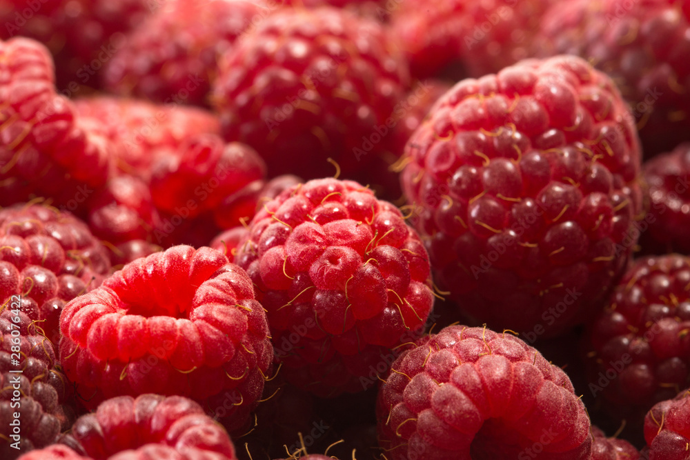 Close up of Fresh raspberries after harvest Close up of Fresh raspberries after harvest