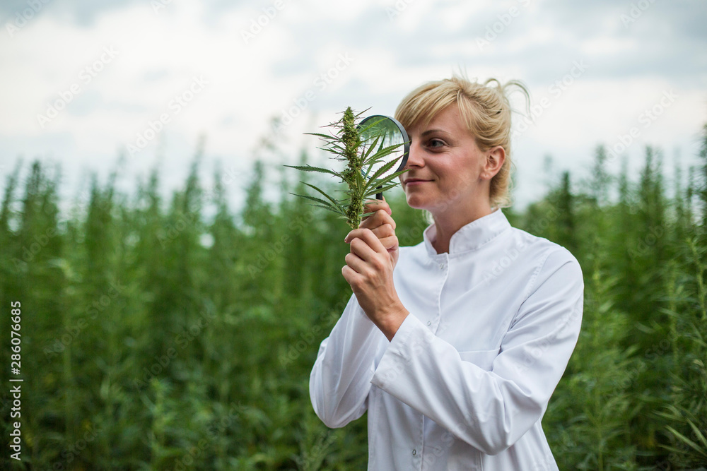Scientist with magnifying glass observing CBD hemp plants on marijuana field Scientist with magnifying glass observing CBD hemp plants on marijuana field
