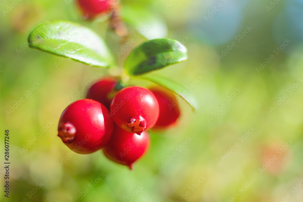 Ripe bright lingonberry berries growing on a branch in the forest. Forest autumn harvest. Close-up, bright colors. A cozy photo. The concept of wholesome food, wild plants.