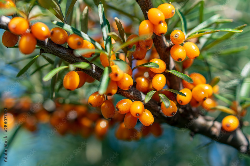 Close-up of sea buckthorn fruit on a sunny summer day