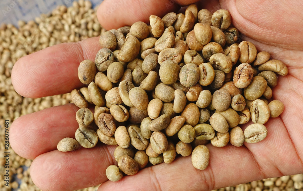close up of green coffee beans on hand close up of green coffee beans on hand
