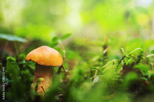Boletus grows in a forest among moss and plants. Forest autumn harvest. Close-up, bright colors. A cozy photo.