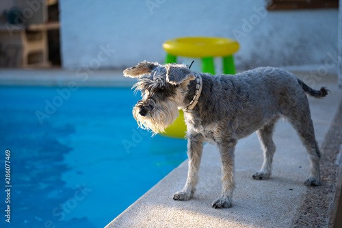 Schilderij op canvas Miniature Schnauzer at the edge of a pool looking towards the water