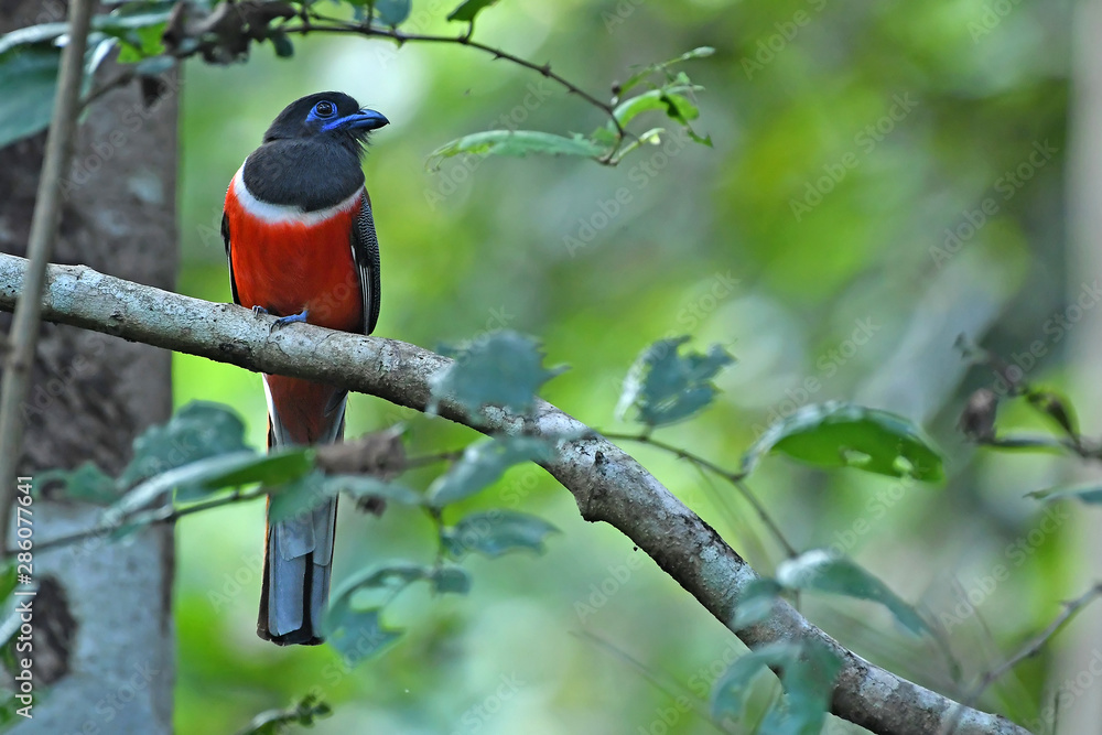 Malabar Trogon Malabar Trogon
