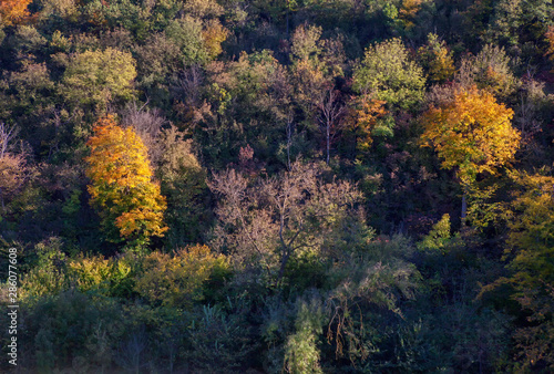 autumn colorful foliage   fall season nature background